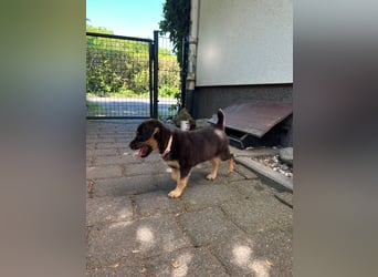 Nira- selbstbewusste Welpendame