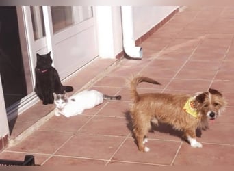 Yorki-Mix-Rüde freut sucht verantwortungsvolles Zuhause