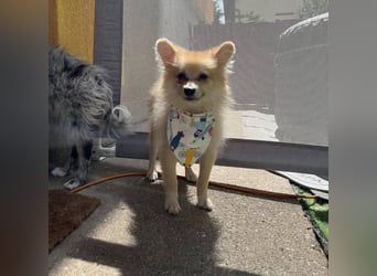 Scotty SR - quirliger Mini-Spitz sucht aktives Zuhause mit Herz
