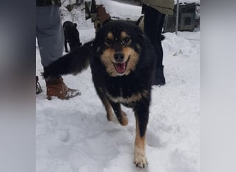Berta sucht ein Zuhause.