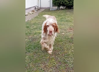 Zicco sucht sein Glück!