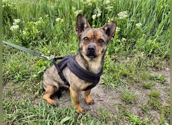 Kleine Gina sucht ein verständnisvolles Zuhause