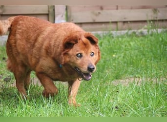 Ed, Chow Chow-Dackel Mix, geb. 2016, blinder, dicker Kuschelbär sucht seine Menschen