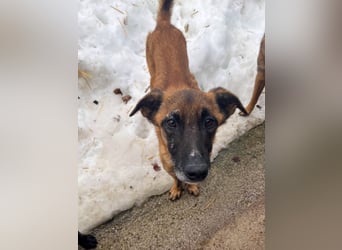 Bezaubernde Hundelady RONJA sucht liebevolle Familie