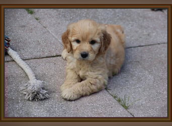 GOLDENDOODLE Traum ! Bezaubernde Welpen aus langjähriger+überprüfter Familienaufzucht.