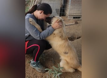 Arlo, geb. ca. 02/2023, lebt in GRIECHENLAND, im städt. Tierheim Serres