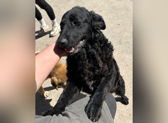 GONZALES❤️ liebenswerter, agiler und neugieriger Kroatischer Schäferhund-Mix