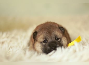 Schöne rote Shiba inu Welpen MEI, MIKA, MASARU mit FCI dokumenten