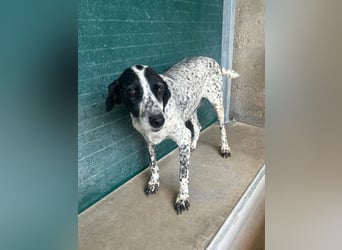 liebe Pointer Mischlings-Hündin Luna sucht ihre Menschen
