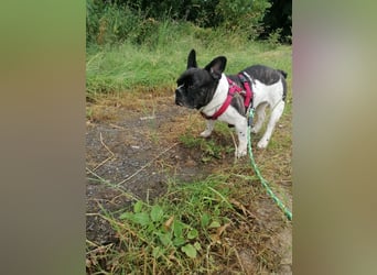 Französische Bulldogge Inge sucht Zuhause oder Pflegestelle