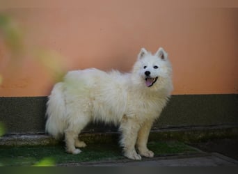 Romy SR – Kleine Schneeflocke mit großem Herzen