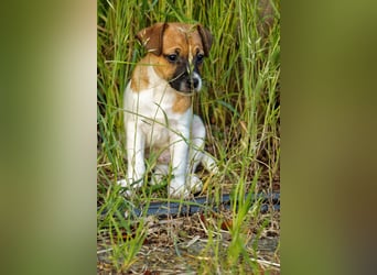 Jack Russell Terrier Welpe (Rüde) abzugeben!