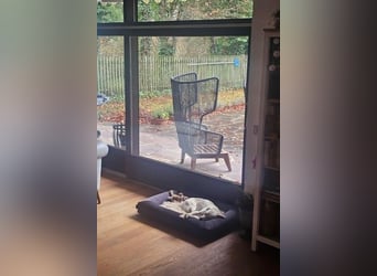 Miranda - Familie fürs Leben gesucht (82041 Deisenhofen)
