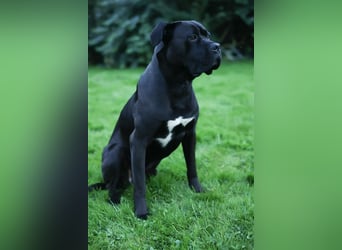 Reinrassige Cane Corso Welpen