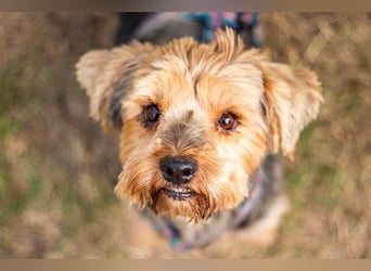 Yoyo, treuer Yorkshireterriermix, ca. 5 Jahre, ca. 31 cm, ca. 9 kg *in 50733 Köln*