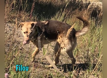 Filou 04/2022 - lebensfroher, unglaublich netter Hund sucht Menschen mit Herz!