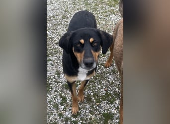 Orelle, geb. ca. 05/2024, lebt in GRIECHENLAND, auf einem Gelände, auf dem die Hunde notdürftig vers
