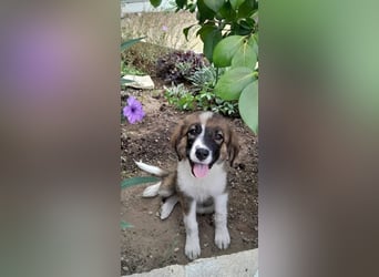 ❤️ Santi – eine kleine Kämpferin auf der Suche nach einem Zuhause voller Liebe!