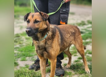 Leo – ein tapferer Kämpfer mit großem Herzen sucht sein Für-immer-Zuhause