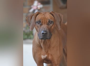Genetisch Gesunde Rhodesian Ridgeback Welpen erwartet Mitte März 