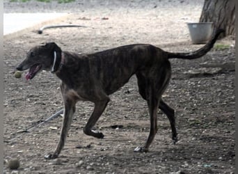 Mia6 geb. 10/2017 (ESP) - super liebe, zutrauliche und verschmuste Galga!