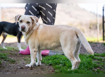 Tzemma - in 74417 Geschwend auf Pflegestelle