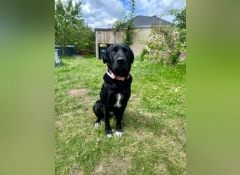 Emilija Fröhliche Labrador-Mischlingshündin sucht ihr Für-immer-Zuhause