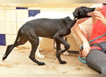 Manjo, freundlich-verspielter aufgeschlossener Galgojunge