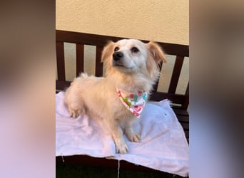 Ashley SR – Liebe Spitz-Hündin sucht ihr Für-Immer-Zuhause