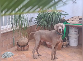 Otto