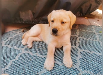 Reinrassige Labradorwelpen