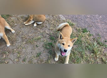 Shiba inu Welpen.   vom Haus Joe   ,Liebhaberzucht