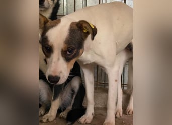 Angsthündin Emma sucht Zuhause 
