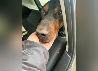 Jack , ungarische Bracke, sucht die Wärme und Nähe des Menschen