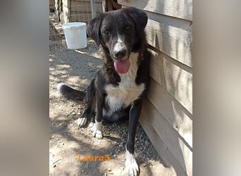 Laura3 06/2019 (GRC) - schüchterne Schönheit wünscht sich ein ruhiges Zuhause!