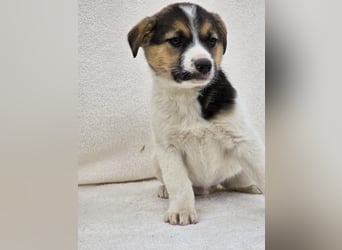 Nathan, einer von 7 süssen Hundebabys