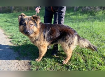 Tibo, Schäferhund Mischling