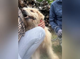 Buddy, geboren 01.04.2024, 50cm sucht seine Menschen