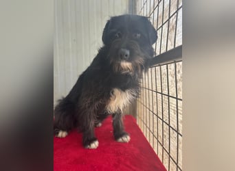 Kimani, Schnauzer-Mix, Hündin, geb. 01.11.2023, ca. 40 cm, 12 kg