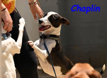 Chaplin geb. 04/2024 (ESP) - charmanter, verspielter und geselliger Bodeguero-Podenco-Mix!