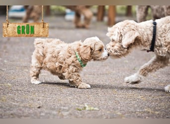 5 Wunderschöne Maltipoo-Welpen suchen ein neues, liebevolles Zuhause!
