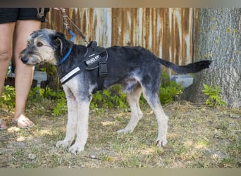 Boomer-SI, junger Hund sucht aktive Familie