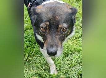 ♥KARLO♥ auf Pflegestelle bei Köln - süßer, verschmuster, dankbarer dreibeiniger Schatz 46 cm
