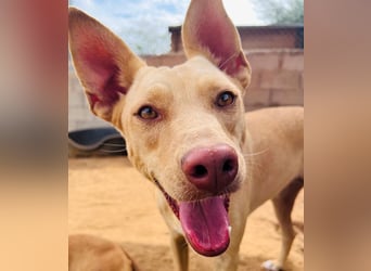 Avi 10/2021 (ESP) - aufgeschlossene und menschenbezogene Labrador-Podenco-Mix Hündin!