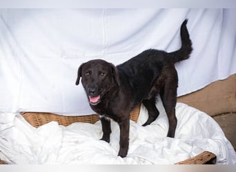 KYLO – Labradormix - freundlicher Begleiter mit ruhiger Ausstrahlung