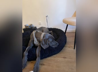 Weimaraner-Dogge