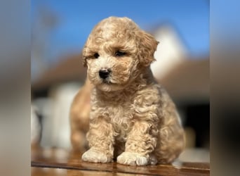 Rarität. Echte Teddybär Maltipoo Welpen in tollem Apricot abzugeben. Malteser/Pudel