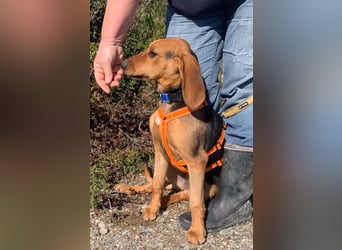 Ellie, eine wunderschöne und liebe Welpine sucht ihre Menschen