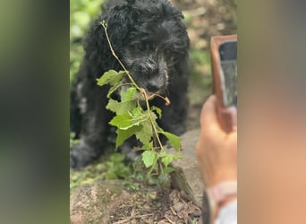 Labradoodle Ich bin der letzte aus diesem Wurf