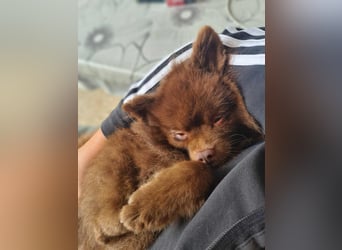 Lio - ist aktiv und liebt Ball spielen